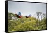 Red-And-Green-Macaws Fly Past the Buraco Das Araras-Alex Saberi-Framed Stretched Canvas