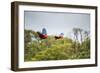 Red-And-Green-Macaws Fly Past the Buraco Das Araras-Alex Saberi-Framed Premium Photographic Print