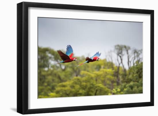 Red-And-Green-Macaws Fly Past the Buraco Das Araras-Alex Saberi-Framed Photographic Print