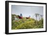 Red-And-Green-Macaws Fly Past the Buraco Das Araras-Alex Saberi-Framed Photographic Print