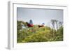 Red-And-Green-Macaws Fly Past the Buraco Das Araras-Alex Saberi-Framed Photographic Print