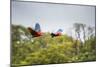 Red-And-Green-Macaws Fly Past the Buraco Das Araras-Alex Saberi-Mounted Photographic Print