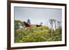 Red-And-Green-Macaws Fly Past the Buraco Das Araras-Alex Saberi-Framed Photographic Print
