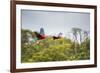 Red-And-Green-Macaws Fly Past the Buraco Das Araras-Alex Saberi-Framed Photographic Print