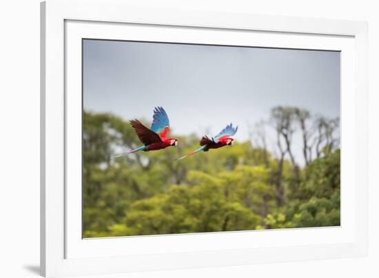 Red-And-Green-Macaws Fly Past the Buraco Das Araras-Alex Saberi-Framed Photographic Print