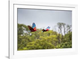 Red-And-Green-Macaws Fly Past the Buraco Das Araras-Alex Saberi-Framed Photographic Print