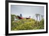 Red-And-Green-Macaws Fly Past the Buraco Das Araras-Alex Saberi-Framed Photographic Print