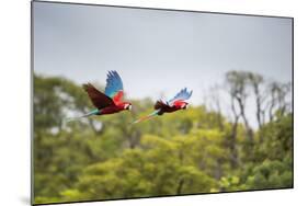 Red-And-Green-Macaws Fly Past the Buraco Das Araras-Alex Saberi-Mounted Photographic Print