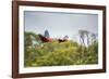 Red-And-Green-Macaws Fly Past the Buraco Das Araras-Alex Saberi-Framed Photographic Print