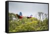 Red-And-Green-Macaws Fly Past the Buraco Das Araras-Alex Saberi-Framed Stretched Canvas