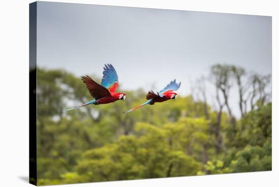 Red-And-Green-Macaws Fly Past the Buraco Das Araras-Alex Saberi-Stretched Canvas