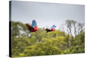 Red-And-Green-Macaws Fly Past the Buraco Das Araras-Alex Saberi-Stretched Canvas