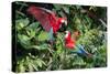 Red-And-Green Macaws in a Tree-Howard Ruby-Stretched Canvas