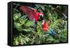 Red-And-Green Macaws in a Tree-Howard Ruby-Framed Stretched Canvas