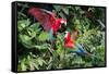 Red-And-Green Macaws in a Tree-Howard Ruby-Framed Stretched Canvas