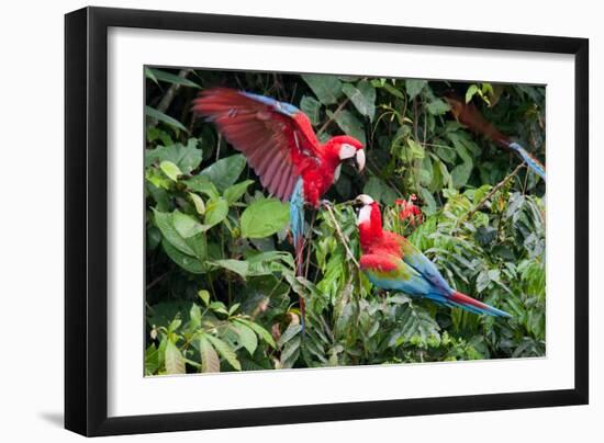 Red-And-Green Macaws in a Tree-Howard Ruby-Framed Photographic Print