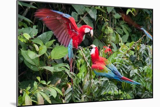 Red-And-Green Macaws in a Tree-Howard Ruby-Mounted Photographic Print