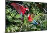 Red-And-Green Macaws in a Tree-Howard Ruby-Mounted Photographic Print