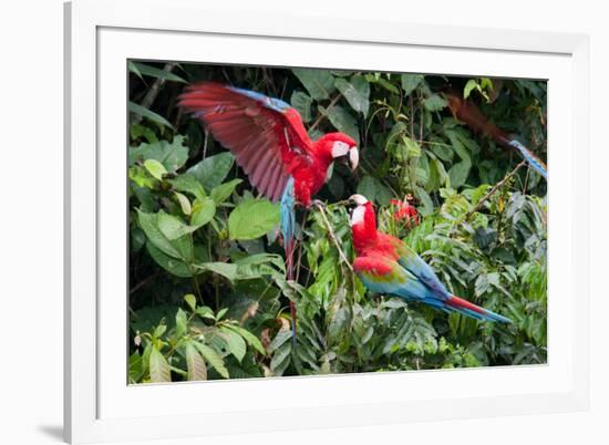 Red-And-Green Macaws in a Tree-Howard Ruby-Framed Photographic Print