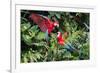 Red-And-Green Macaws in a Tree-Howard Ruby-Framed Photographic Print