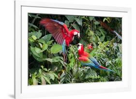 Red-And-Green Macaws in a Tree-Howard Ruby-Framed Photographic Print