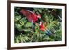 Red-And-Green Macaws in a Tree-Howard Ruby-Framed Photographic Print