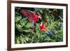 Red-And-Green Macaws in a Tree-Howard Ruby-Framed Photographic Print