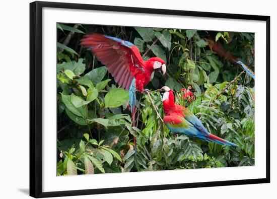 Red-And-Green Macaws in a Tree-Howard Ruby-Framed Photographic Print