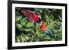 Red-And-Green Macaws in a Tree-Howard Ruby-Framed Photographic Print