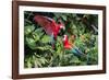 Red-And-Green Macaws in a Tree-Howard Ruby-Framed Photographic Print