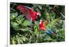 Red-And-Green Macaws in a Tree-Howard Ruby-Framed Photographic Print