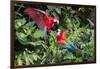 Red-And-Green Macaws in a Tree-Howard Ruby-Framed Photographic Print