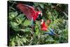 Red-And-Green Macaws in a Tree-Howard Ruby-Stretched Canvas