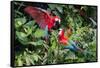 Red-And-Green Macaws in a Tree-Howard Ruby-Framed Stretched Canvas