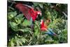 Red-And-Green Macaws in a Tree-Howard Ruby-Stretched Canvas