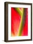 Red and green pattern in bromeliad plant-Adam Jones-Framed Photographic Print