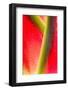 Red and green pattern in bromeliad plant-Adam Jones-Framed Photographic Print