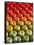 Red and Green Tomatoes-Tracey Thompson-Framed Stretched Canvas