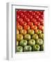 Red and Green Tomatoes-Tracey Thompson-Framed Premium Photographic Print