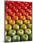 Red and Green Tomatoes-Tracey Thompson-Mounted Premium Photographic Print