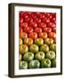 Red and Green Tomatoes-Tracey Thompson-Framed Photographic Print