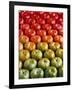 Red and Green Tomatoes-Tracey Thompson-Framed Photographic Print