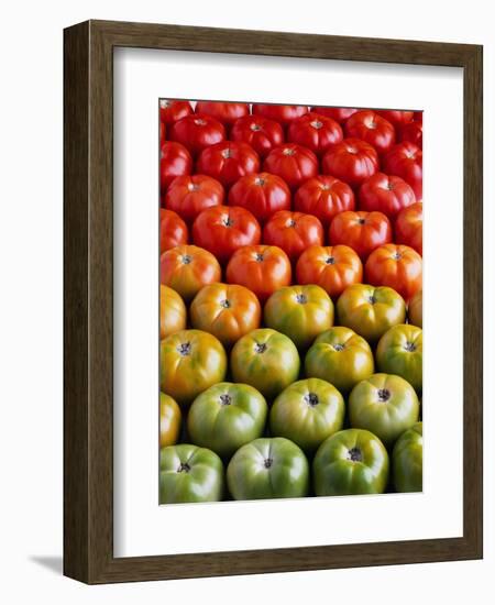 Red and Green Tomatoes-Tracey Thompson-Framed Photographic Print