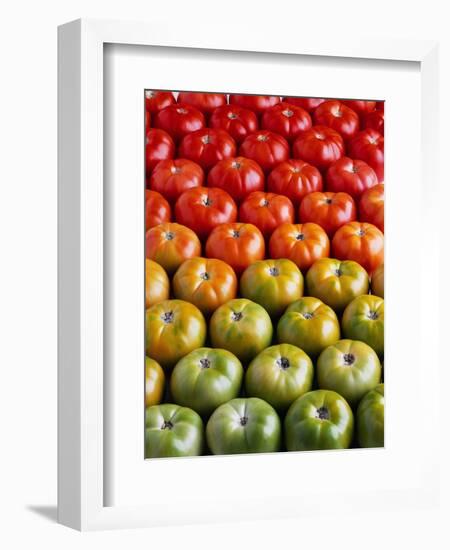 Red and Green Tomatoes-Tracey Thompson-Framed Photographic Print