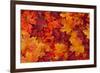 Red and Orange Autumn Leaves Background-Karen Roach-Framed Photographic Print