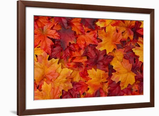 Red and Orange Autumn Leaves Background-Karen Roach-Framed Photographic Print