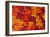 Red and Orange Autumn Leaves Background-Karen Roach-Framed Photographic Print