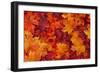 Red and Orange Autumn Leaves Background-Karen Roach-Framed Photographic Print