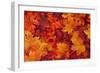 Red and Orange Autumn Leaves Background-Karen Roach-Framed Photographic Print