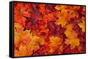 Red and Orange Autumn Leaves Background-Karen Roach-Framed Stretched Canvas
